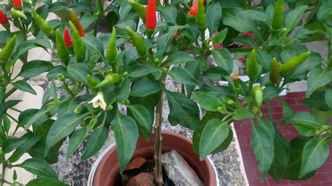 5 Cara Menanam Cabe Paling Praktis Sehat Dan Berbuah Lebat Taman