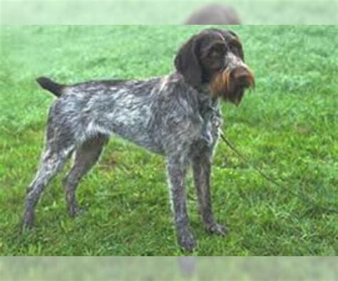 German Wirehaired Pointer Breed Information And Pictures On