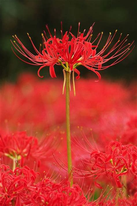 13 Best Images About Spider Lily On Pinterest Fireworks