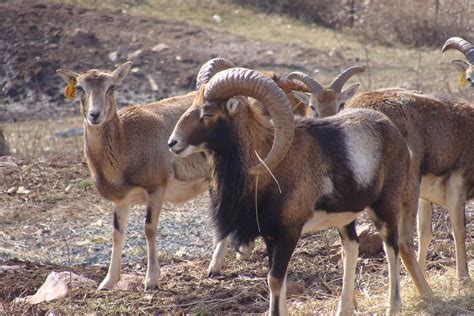 Mouflon Sheep Herd Rams And Ewes Mouflon Ewe Moufon Rams Flickr