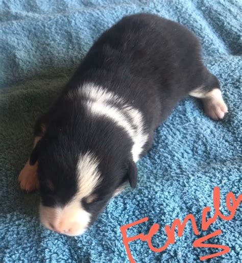 Beautiful ranch raised corgi puppies for sale four hundered for males and females. Litter of 6 Cowboy Corgi puppies for sale in SUMMERVILLE ...