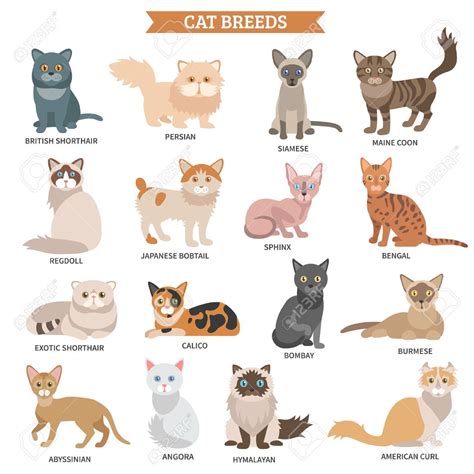 The Following List Of Cat Breeds Includes Only Domestic Cat Breeds And