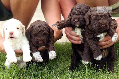 The history of the lagotto romagnolo. Lagotto Puppies : Lagotto Romagnolo puppy for sale near ...