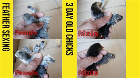 Feather Sexing 5 Day Old Chicks Pullets And Cockerels Paron Ke Zariay Nar Aur Mada Chuzay Ki