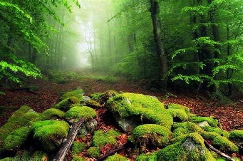 bosque magico bosques del mundo bosque paisajes