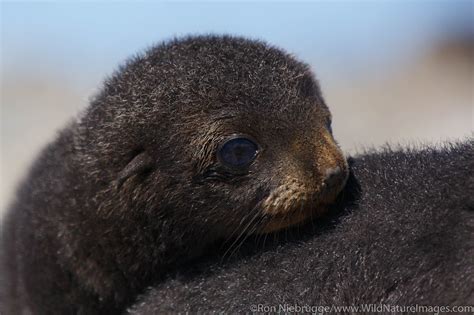 Fur Seal Photos By Ron Niebrugge