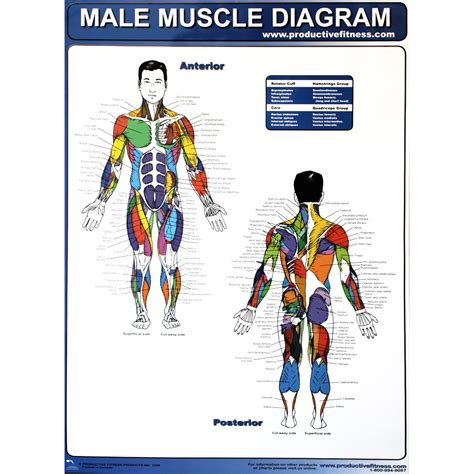 Productive Fitness Exercise Poster Series Muscle Diagrams Male