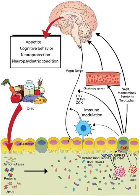 Schematic Representation Of The Gut Microbiota Brain Interaction
