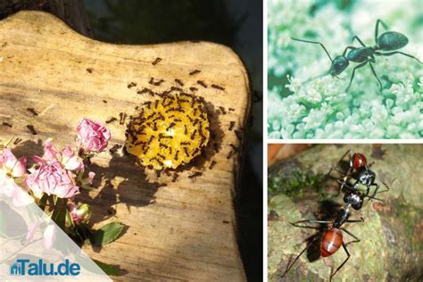 Ameisen Im Garten Vernichten Hausmittel - cuek shanty
