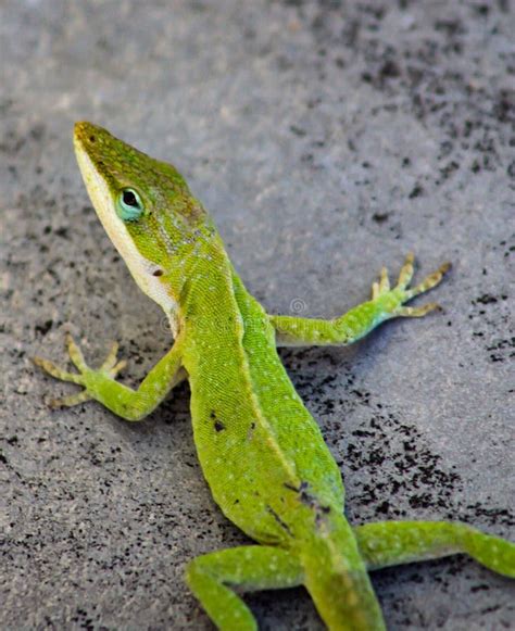 Carolina Green Anole Gecko Lizard Imagen De Archivo Imagen De Geco
