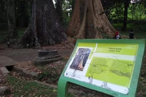 Cerita Pohon Jodoh Kebun Raya Bogor Ayo Bogor