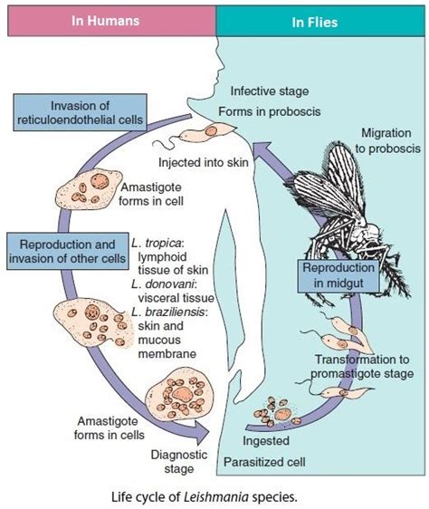 Leishmaniasis Epidemiology Clinical Symptoms And Treatment