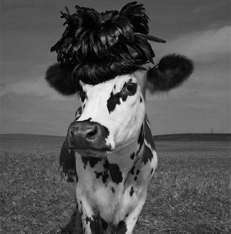 this model really is a heifer jean baptiste mondino s cow photos for a oh la vache if it s