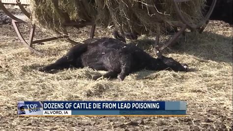 Cattle Intentionally Poisoned Youtube
