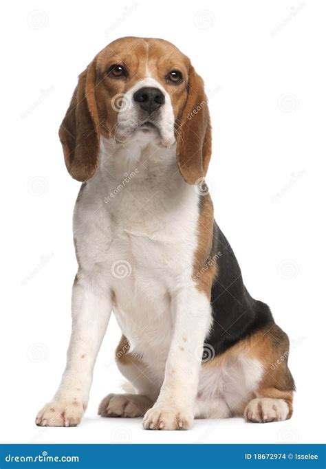 Beagle 1 Year Old Sitting Stock Photo Image Of Space Attentive