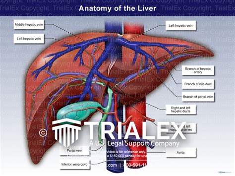 Anatomy Of The Liver Trialexhibits Inc