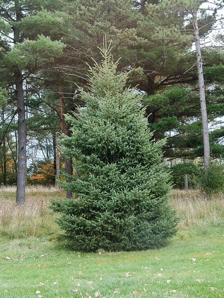 Black Hills Spruce