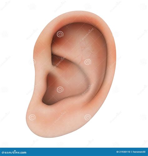 Human Ear Stock Photo Image 21930110
