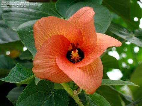 Plantfiles Pictures Talipariti Species Beach Hibiscus Cottontree