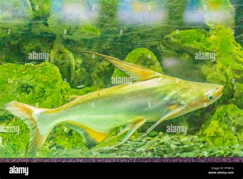 Cute Giant Pangasius Paroon Shark Pangasid Catfish Or Chao Phraya