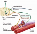 Motor Nerves And Sensory Nerves - Wallpaperall
