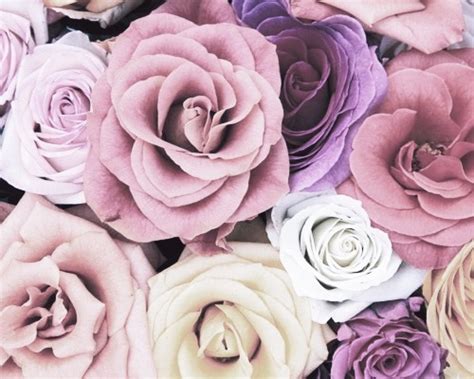 That's really not how tumblr likes work btw. purple roses on Tumblr