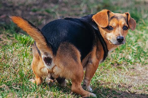 Anal Fistula Dog