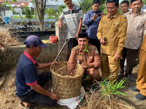 Gampong Seutui Banda Aceh Luncurkan Penanaman Jahe Tumpang Sari