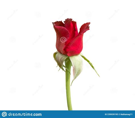 Single Fresh Small Red Rose Isolated On White Background For Valentine