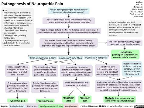 Pathogenesis of Neuropathic Pain  Calgary Guide
