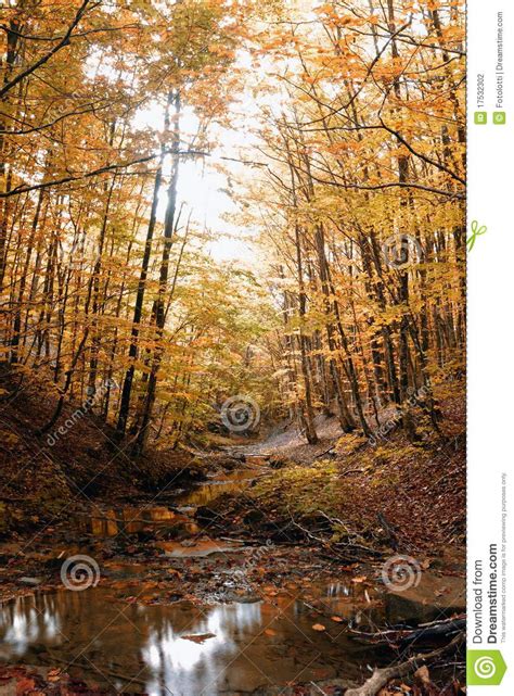 Colored Forest Stock Photo Image Of Nature Background 17532302
