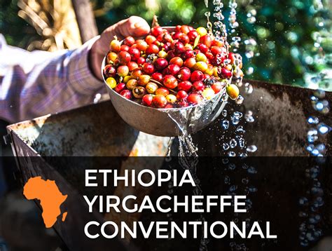 From the kayon mountain coffee farm located in the oromia region, in the guji zone of the shakiso district of ethiopia. Ethiopia Yirgacheffe Coffee Beans for Sale | Sonofresco