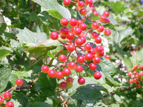 20 American Highbush Cranberry Viburnum Trilobum Red Fruit White Flower