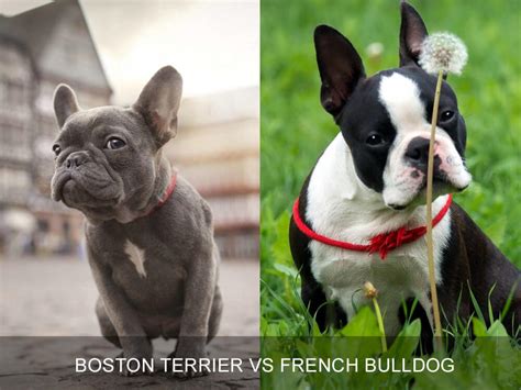 Boston Terrier Vs French Bulldogdifferences And Similaritiesuk Pets