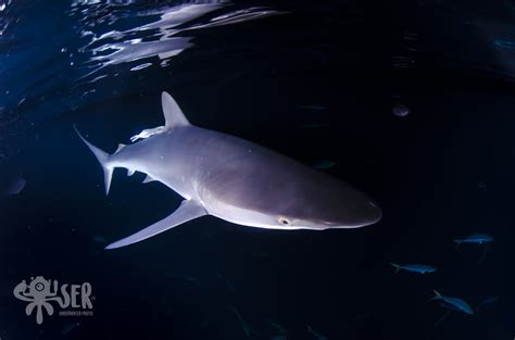 Six Amazing Shark Species You Can See In Glores Award Winners Malpelo