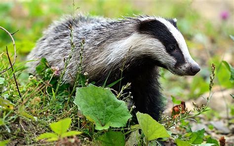 What Do Badgers Eat What Do Animals Eat Ecology Center