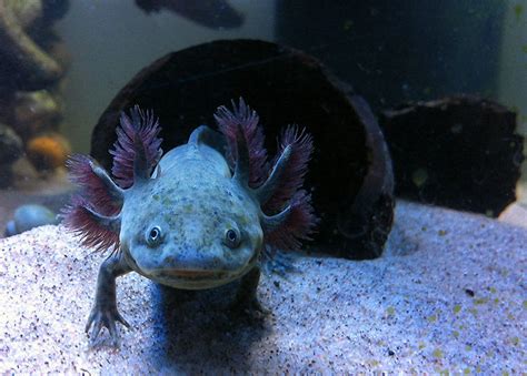 Species Spotlight The Axolotl