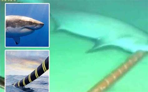 Did You Know Sharks Love Internet Cables 2022
