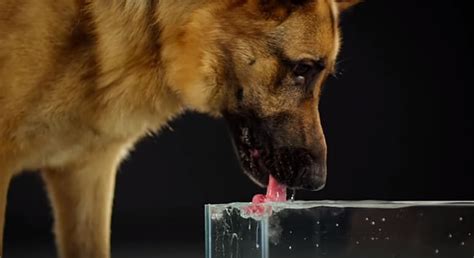 Defining tasks teaching your puppy to drink water is fairly simple. Video of Dog Drinking Water In Slow Motion Is Fascinating ...