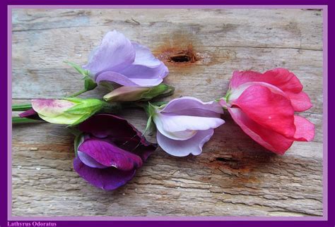 Fotos Gratis Flor Púrpura Pétalo Rosado Flora Haz El Amor Y No