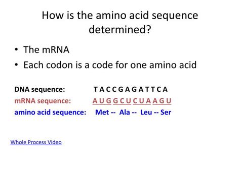 What are the twenty three amino acids? PPT - How is the amino acid sequence determined ...