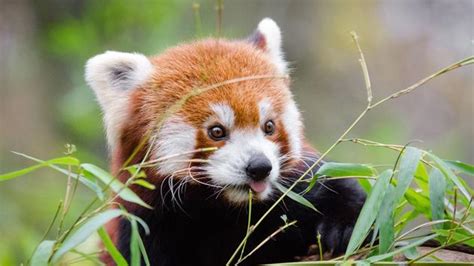 Scientists Say There Are Two Species Of Red Pandas The Limited Times