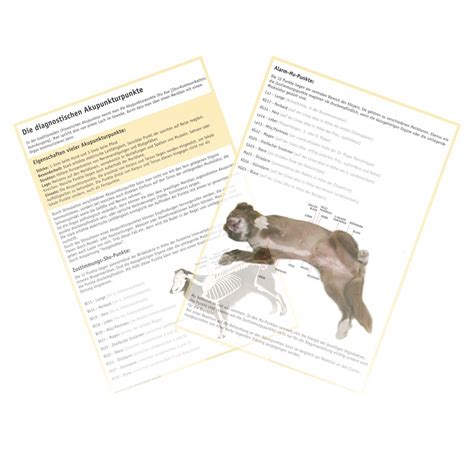 Bei der fülle an verschiedenen akupunkturpunkten versteht sich von selbst, dass hier nur einige beispiele angebracht werden können, die die funktion und definition der. Akupunktur -Tafel 03: Die diagnostischen Akupunkturpunkte ...