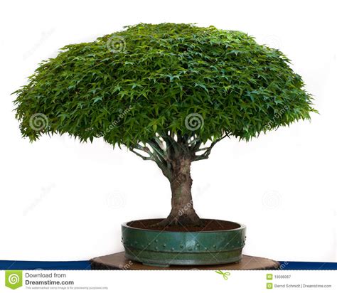 Japanese Maple As Bonsai Tree Stock Image Image Of Grow