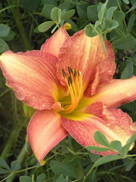 Hemerocallis Hybrid High Plains Gardening