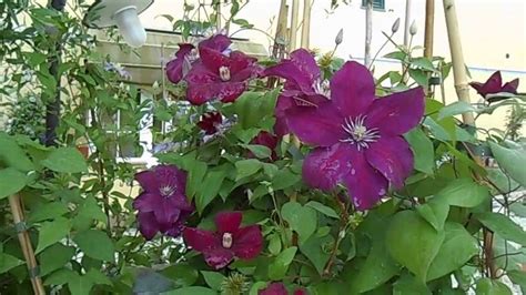 Clematis Rouge Cardinal And Justa Youtube