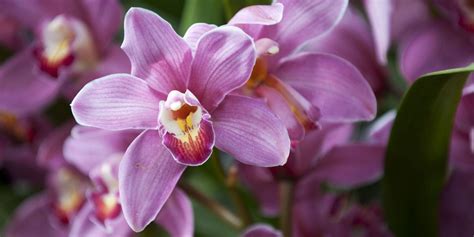 Orchid Facts