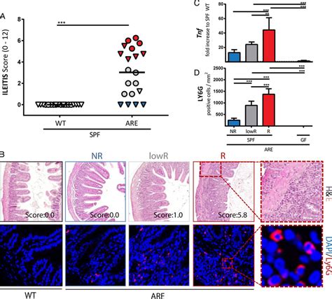 Ileitis In The Specific Pathogen Free Spf Environment Shows Different