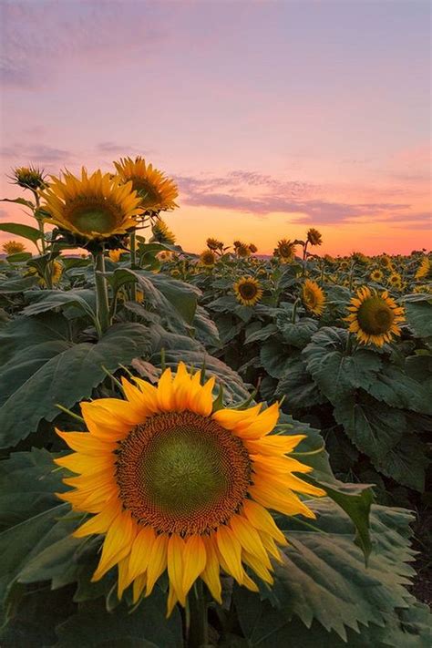 Cool 20 Stunning Sunflower Are Just Beautiful Garden