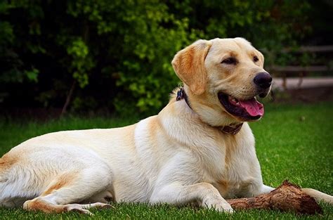 How To Care Golden Labrador Dog Breeds Characteristics And More